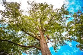 Best Tree Health Inspection  in Burns Flat, OK