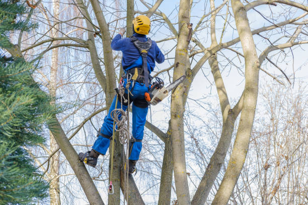How Our Tree Care Process Works  in  Burns Flat, OK