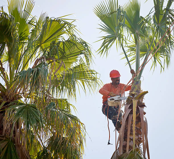 Best Tree Cabling and Bracing  in Burns Flat, OK