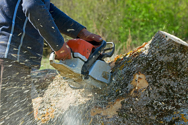 Tree and Shrub Care in Burns Flat, OK