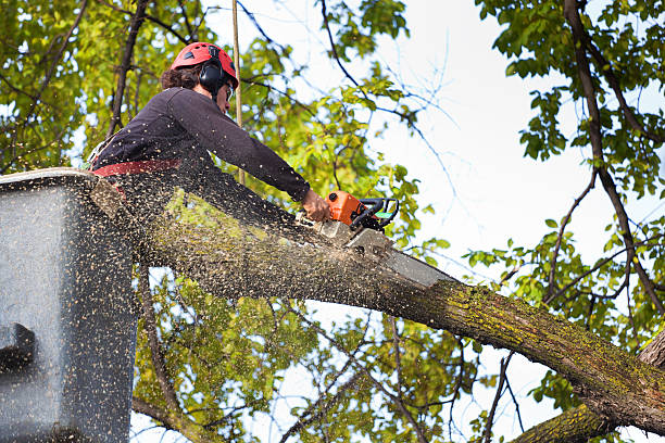 Best Tree Risk Assessment  in Burns Flat, OK
